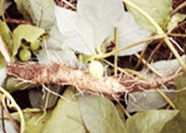 더덕(사삼) 이미지